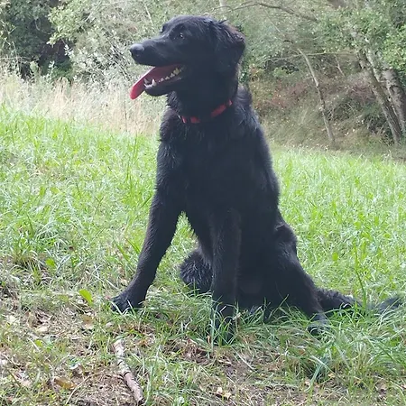 Casa de Férias Mas Les Albas *