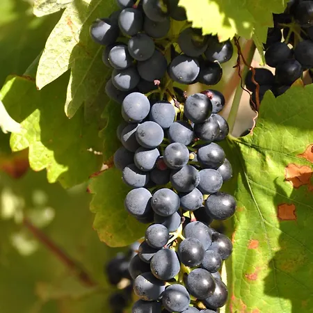 Casa de Férias Mas Les Albas